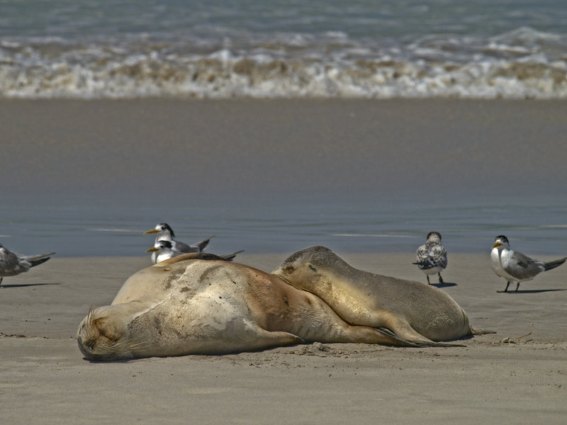 Kangaroo Island, Sea Lion